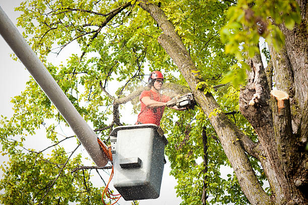 Trusted Basehor, KS Tree Care  Experts